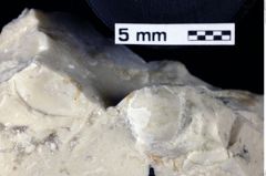 Foto (Detailansicht) von Pithonoton sp. (NHMW-GEO-1990-0041-0094)